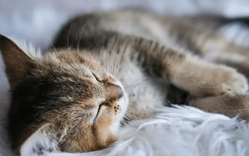 How to Get Your Cat to Sleep With You? 10 Effective ways