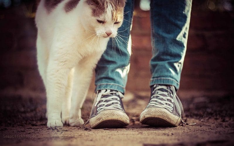 why do cats rub against your legs