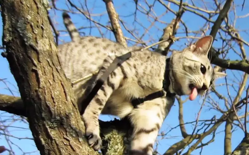 cat on a tree