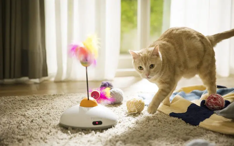cat playing with toys