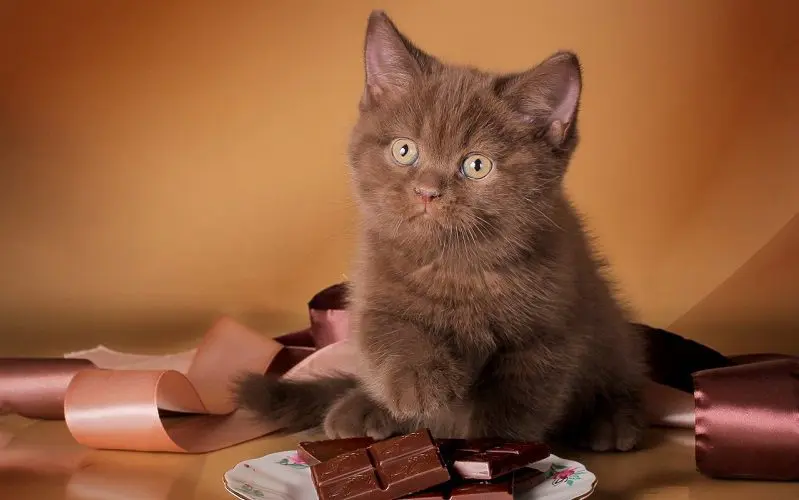 female cat with candy cat name