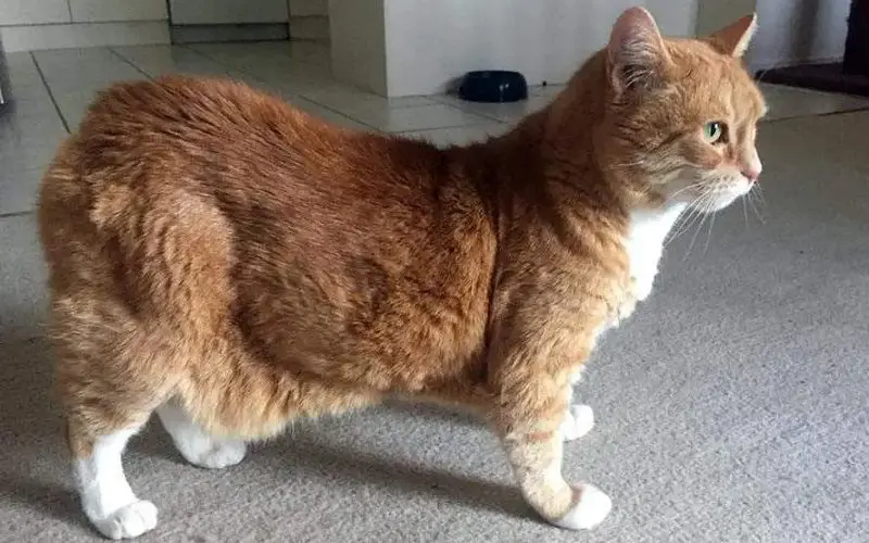 cat primordial pouch swollen