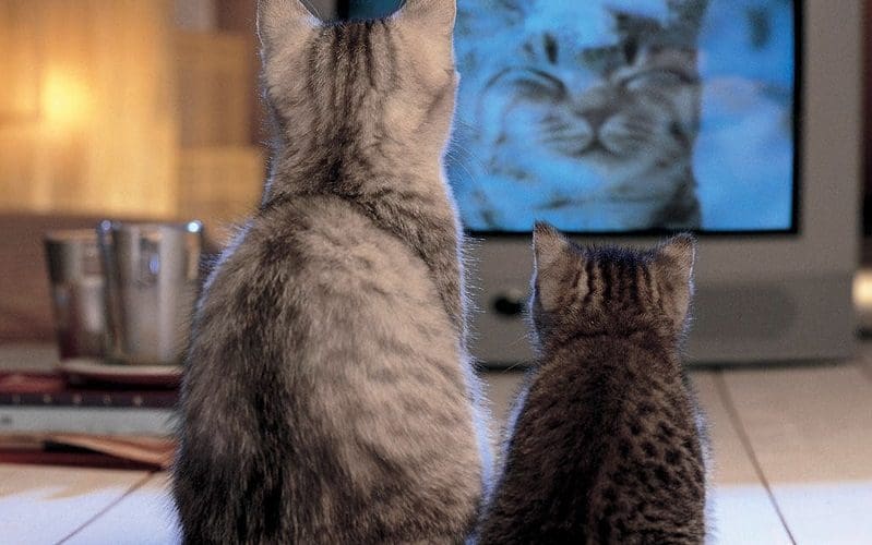 cats watching tv