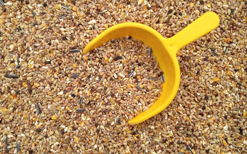 using chicken feed for cat litter