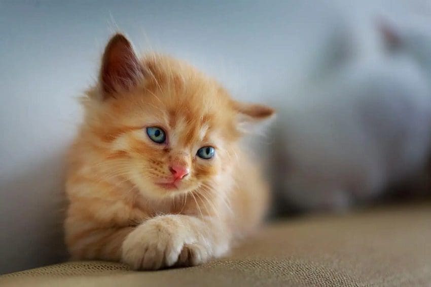 Cute Cat Names for Your Irresistibly Adorable Feline