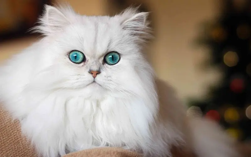 persian cat breed