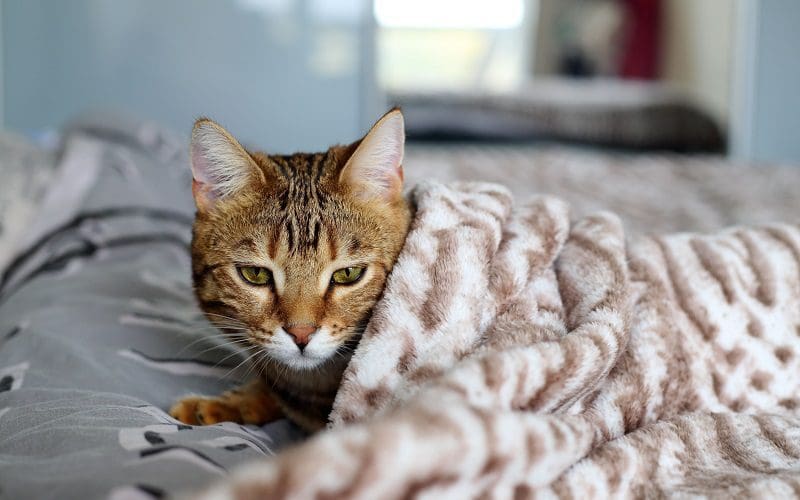 preventing cat colds