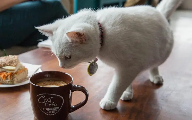 female cat with coffee cat name