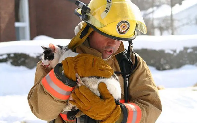 cat rescue