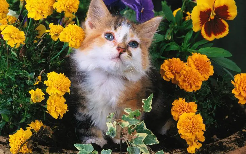 cat with a flower cat name