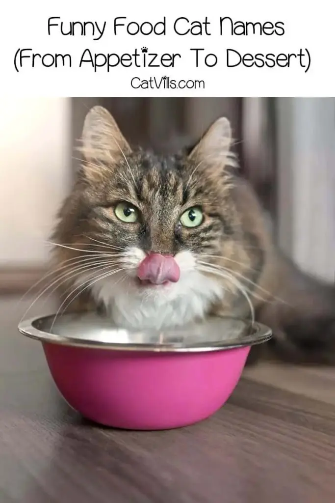 Food Names for Cats that Will Make Them Meow for More