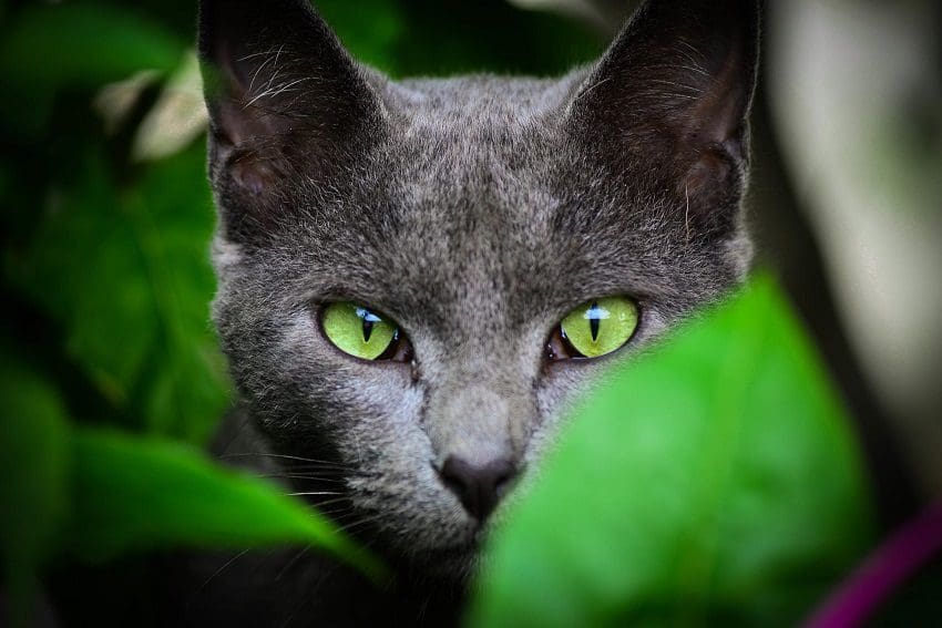 Green-Eyed Cat Names: The Best Names for Green-Eyed Beauties