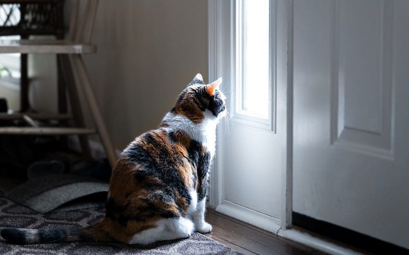 cat guarding home