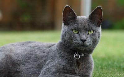 Revealing the Healthiest Cat Breed for a Long and Happy Life
