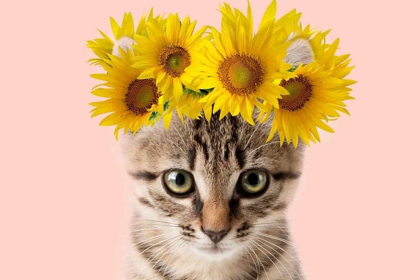 150 Hippie Cat Names for Your Furry Flower Child