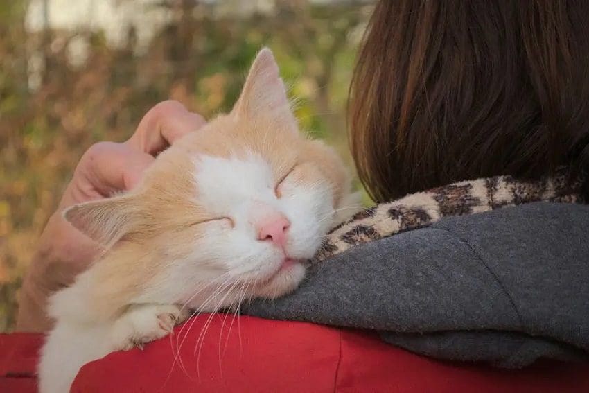 Do Cats Understand Kisses as Expressions of Love?