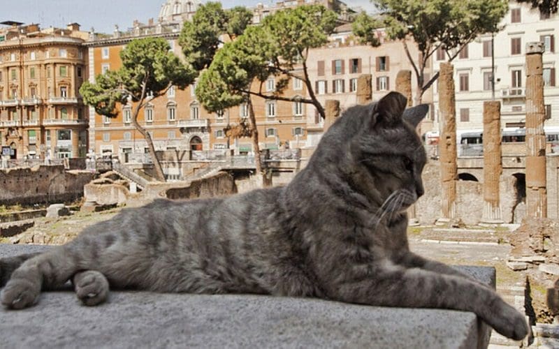 male cat with italian food name