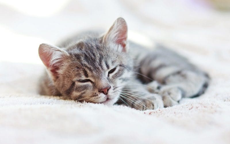 cat sleeping on bed