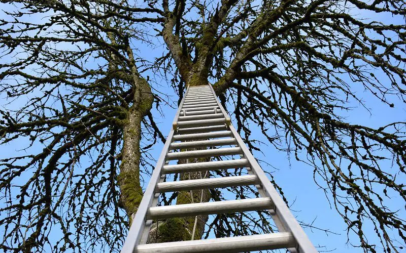 using ladder to save cat