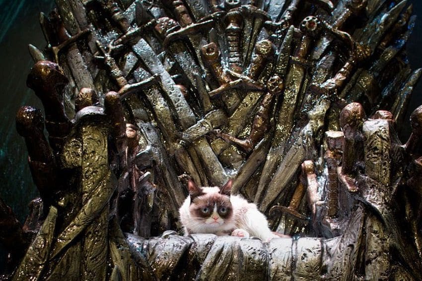 Game of Thrones Cat Names: 74 Epic Choices