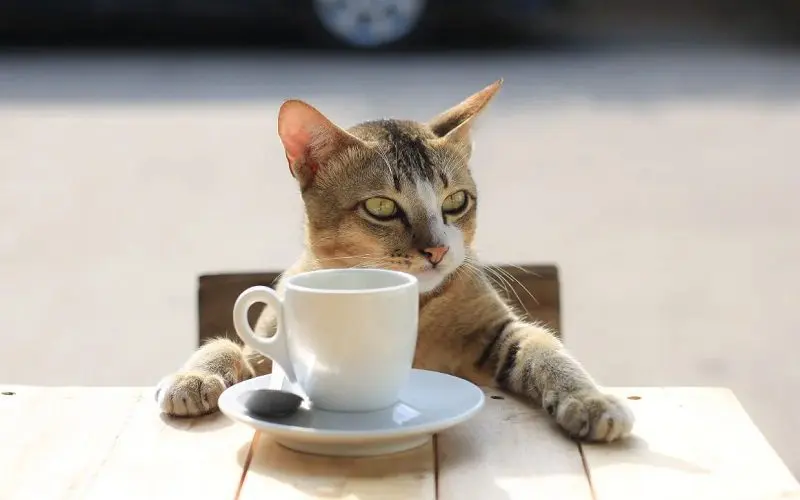 male cat with coffee cat name