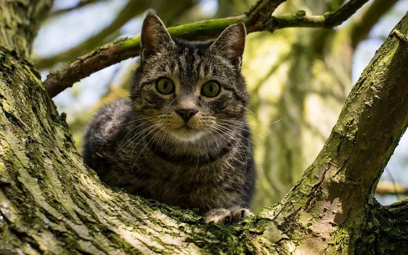 cat stuck on a tree