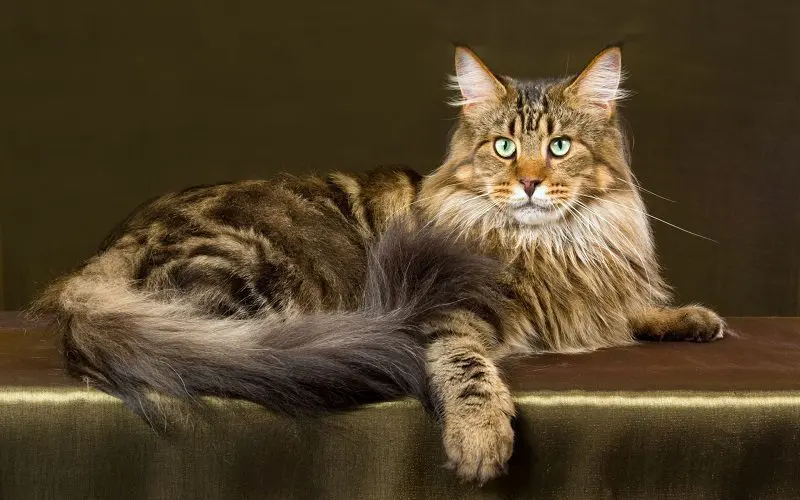 purebred tabby maine coon cat