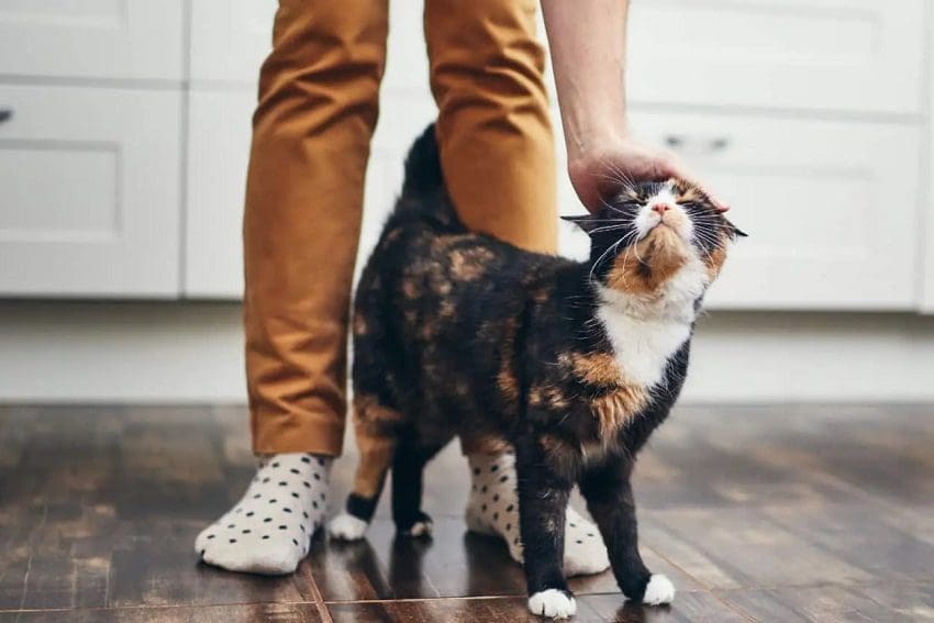 How To Bond With Your Cat? 10 Meaningful Ways To Build Trust