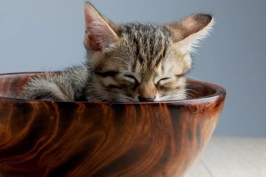 Why Do Cats Sleep So Much? 3 Most Common Reasons