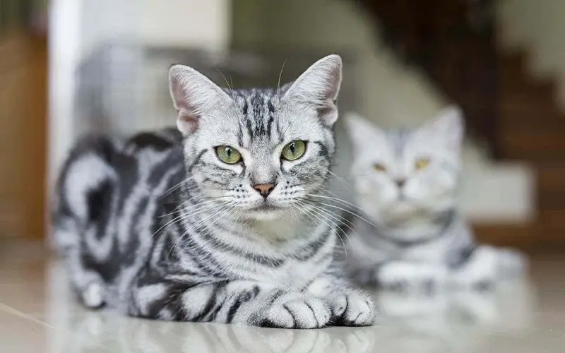 American Shorthair characteristics 