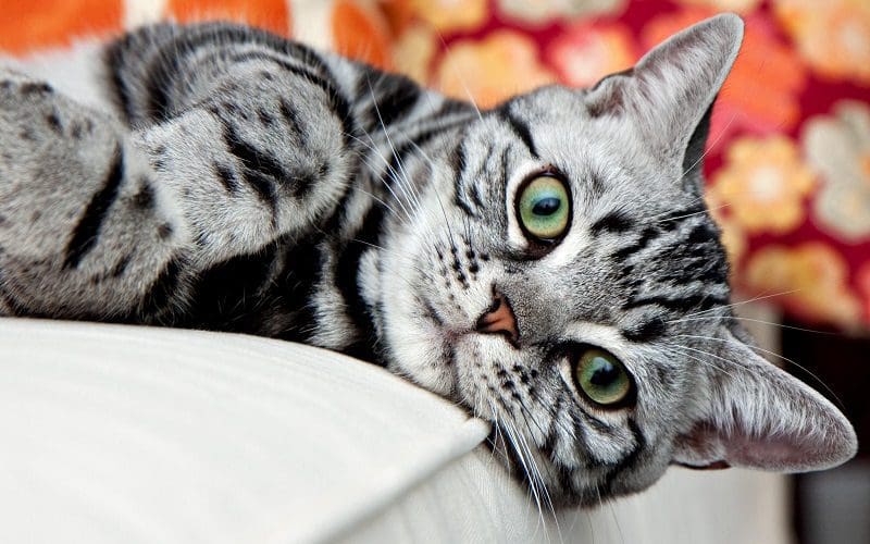 American Shorthair cat laying on the bed
