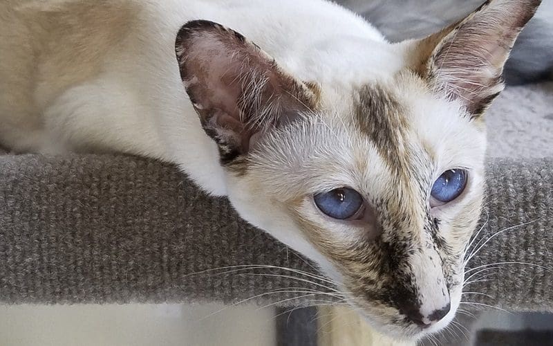 Javanese cat breed