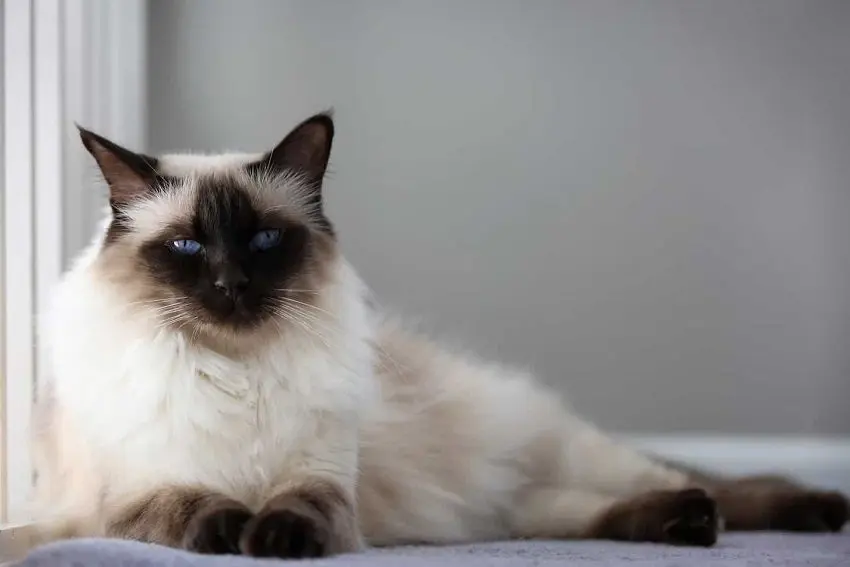 Balinese Cat Names: 100 Beautiful Ideas for This Stunning Breed