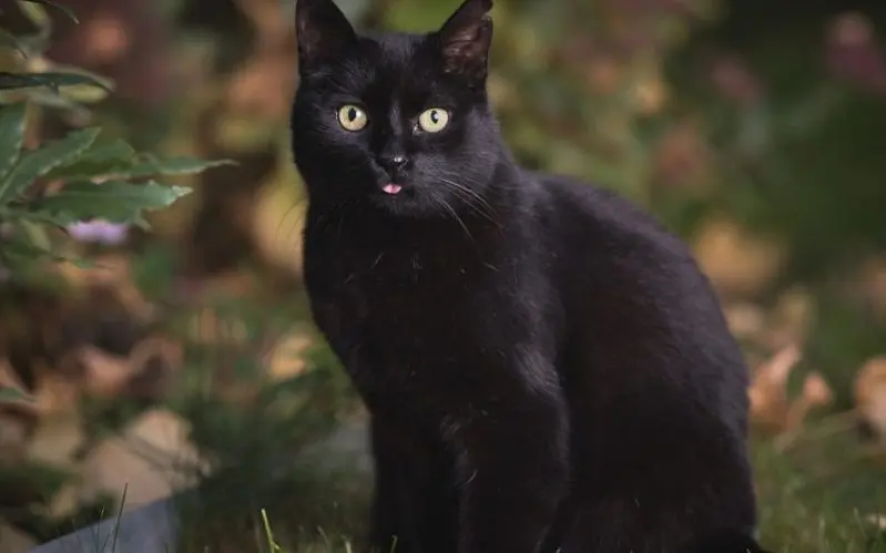 black American Shorthair cat