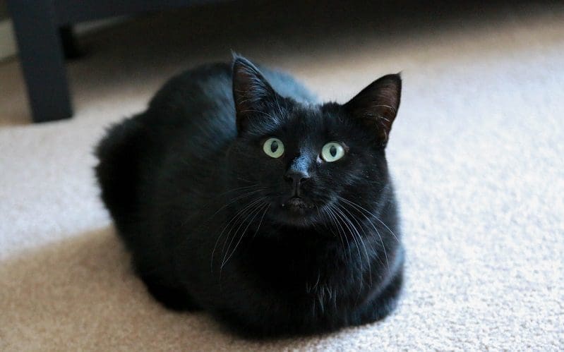 cat loaf position