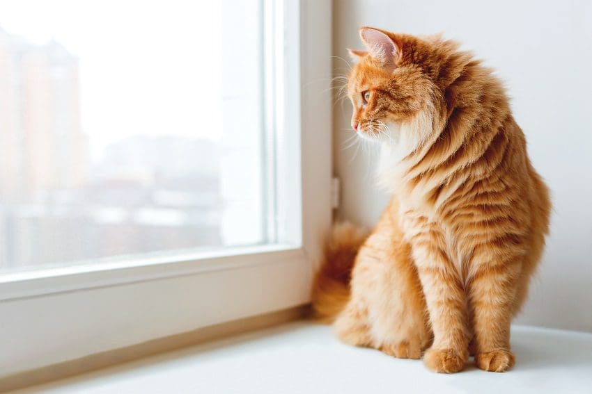 7 Cat Breeds That Can Be Left Alone: Independent Companions