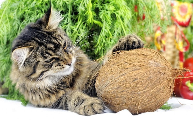 cat with coconut