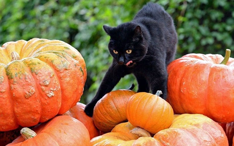 cat with pumpkins