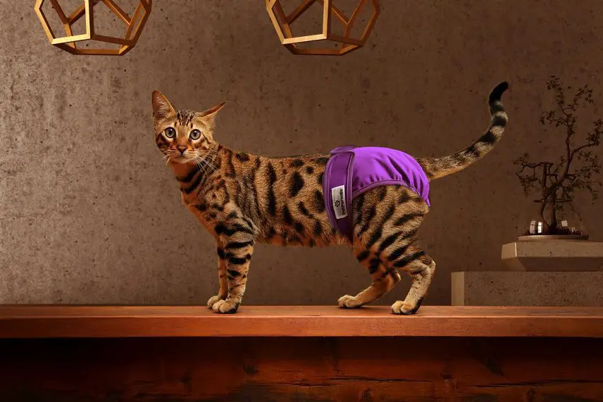 Cat Diapers 101: Everything You Need to know