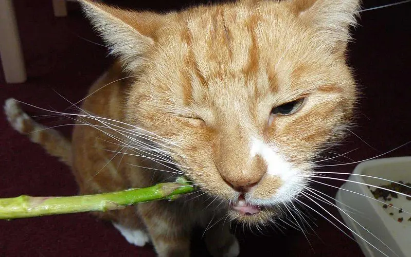 cat eating asparagus