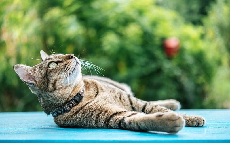 female cat flopping