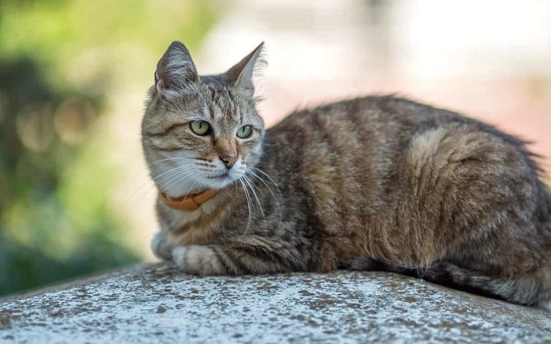 why do cats loaf