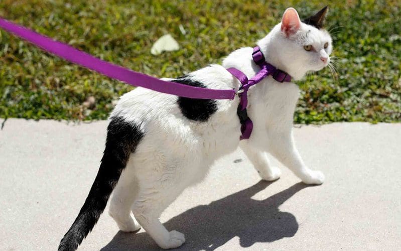 cat walking on a leash