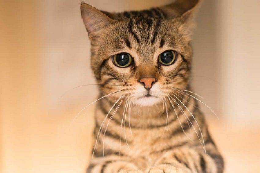 Do Cats Know When You Are Sad? A Complete Guide