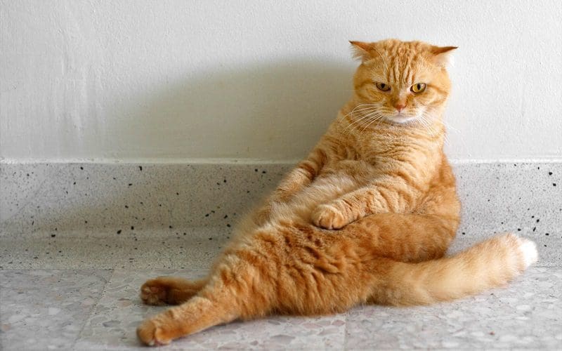 orange cat sitting upright