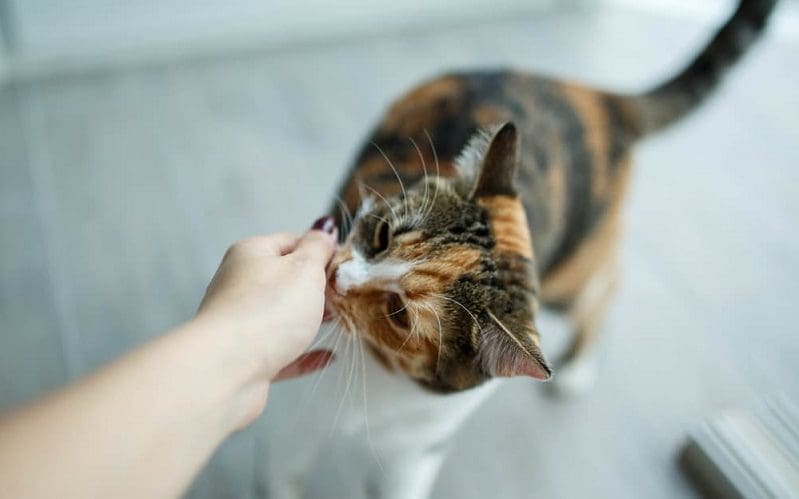 cat sniffing human hand