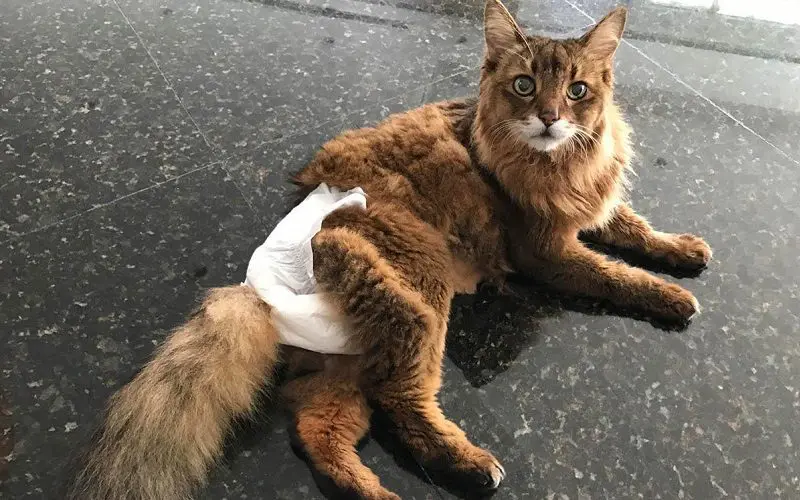 cat wearing diaper