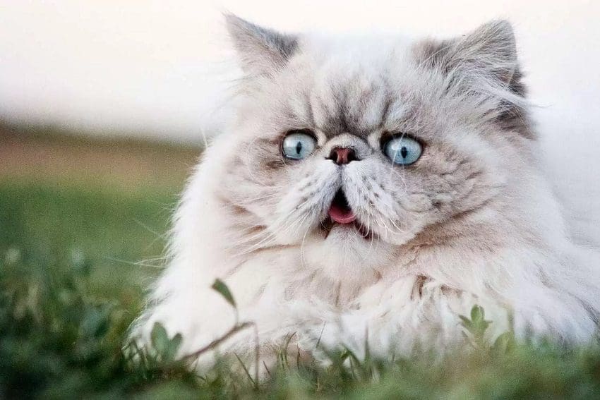 98 Charming Names For Chirpy Cats That Love to Chat
