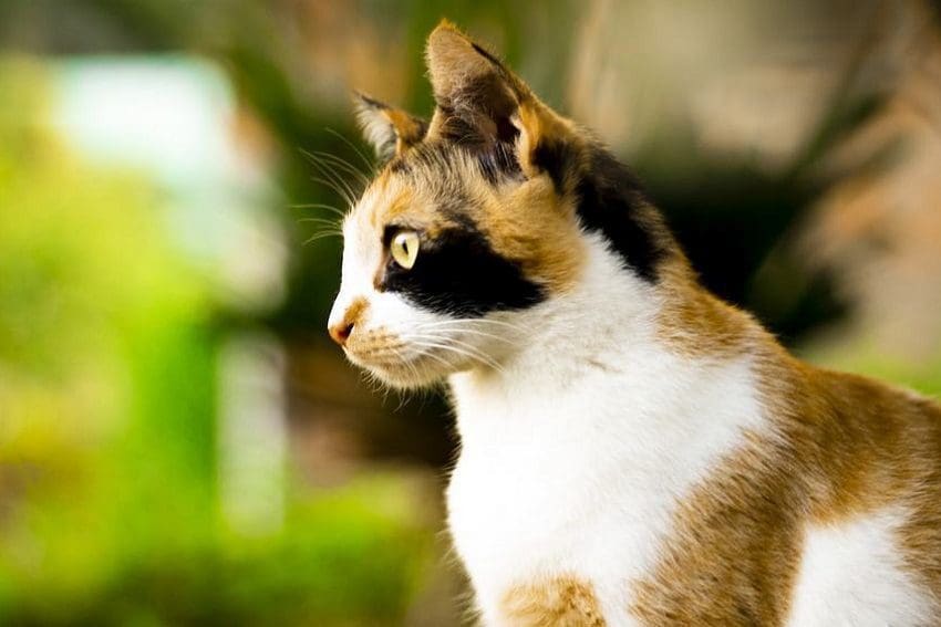 260 Cool Cat Names That Will Make Your Feline Stand Out