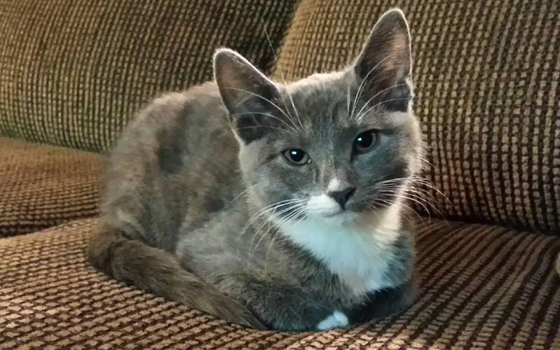 cat in loaf position